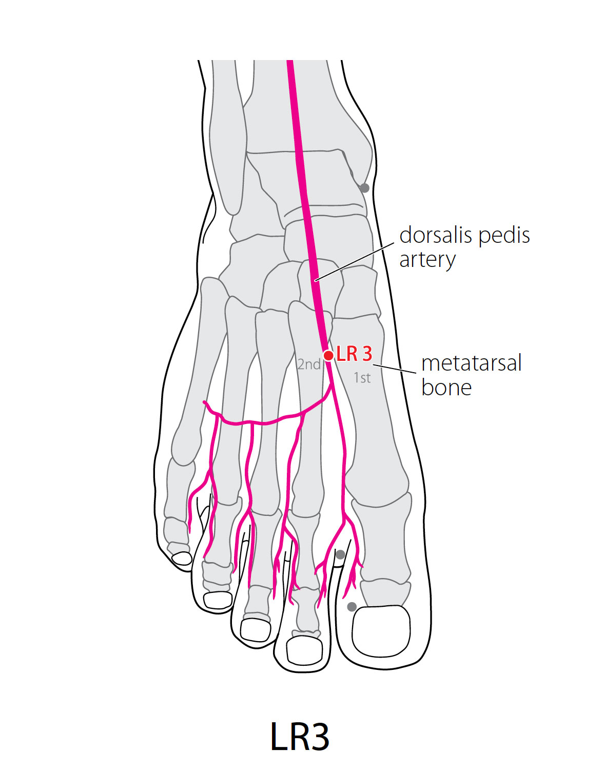 Acupuncture Point Liver 3 Acupuncture Technology News