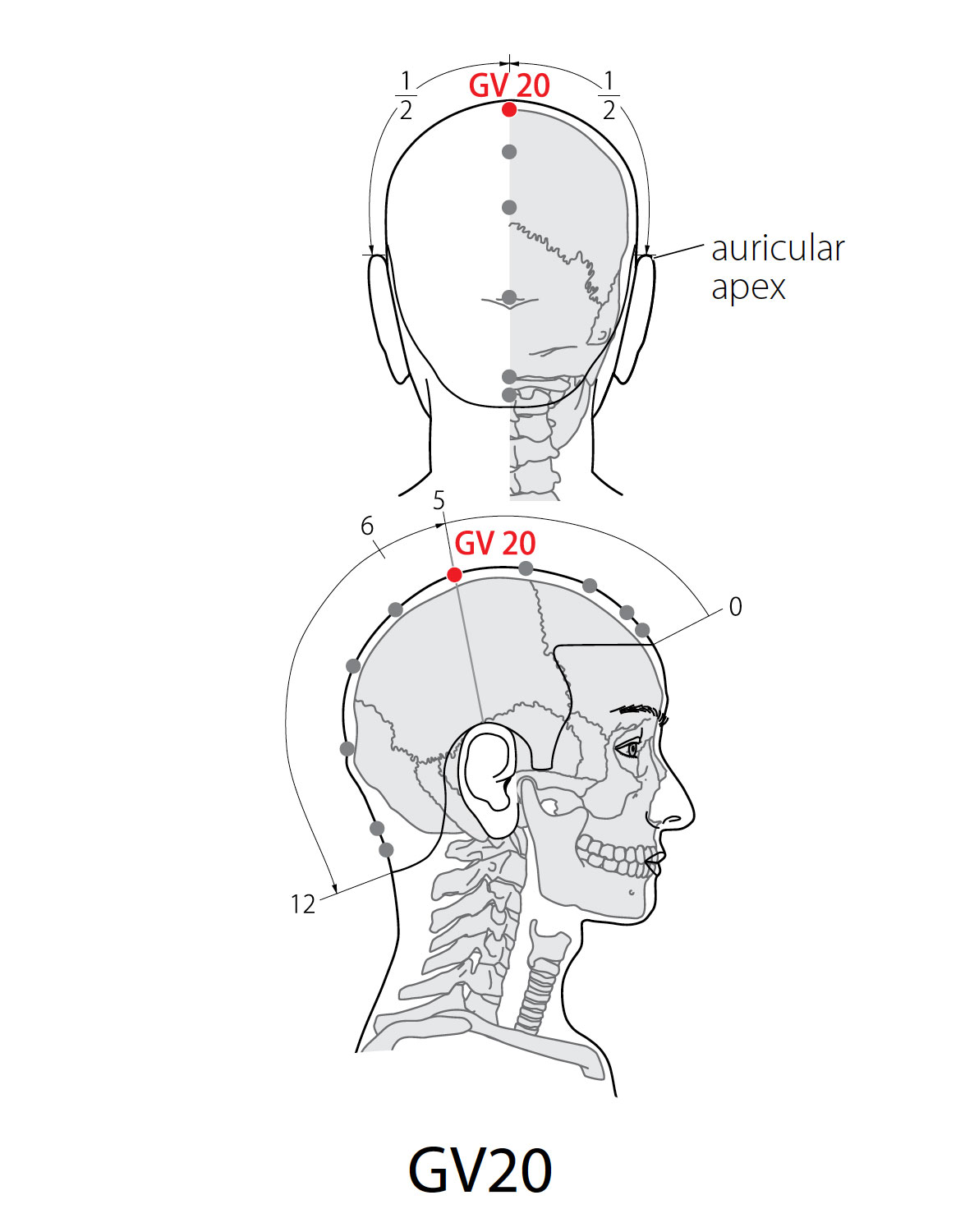 Acupuncture Point: Governor Vessel 20 (GV 20) - Acupuncture Technology News